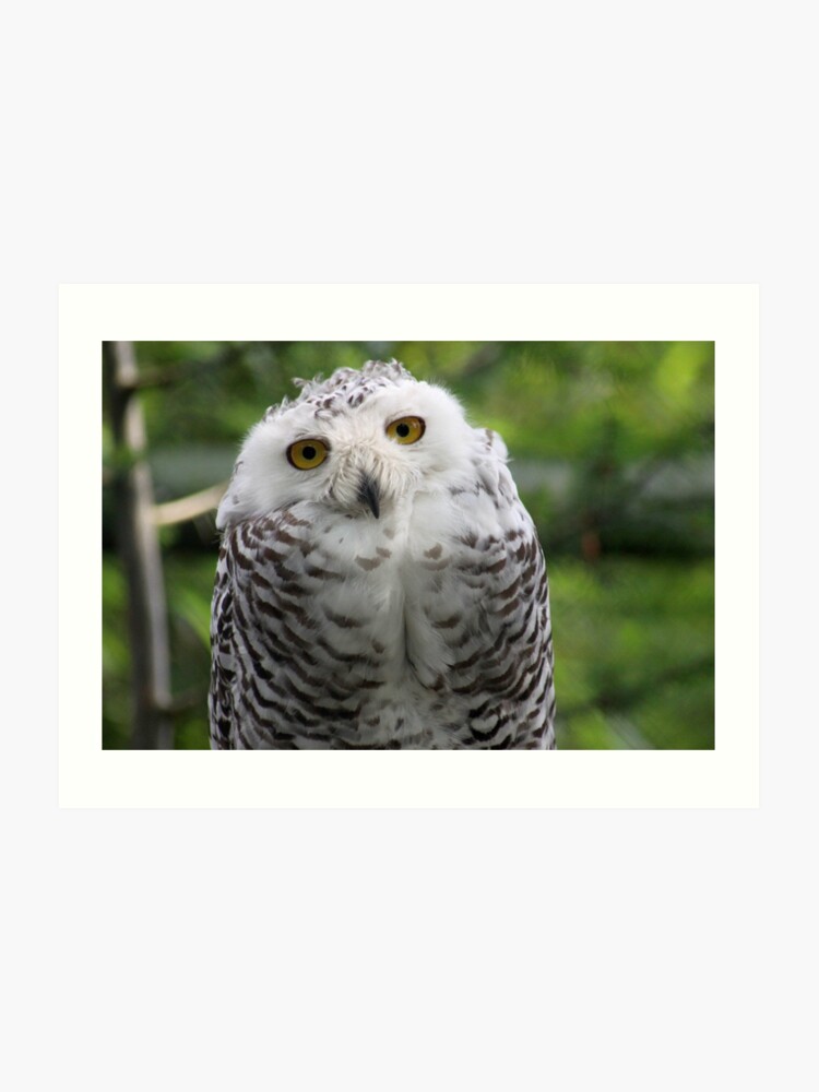 Snowy Owl Classification Chart