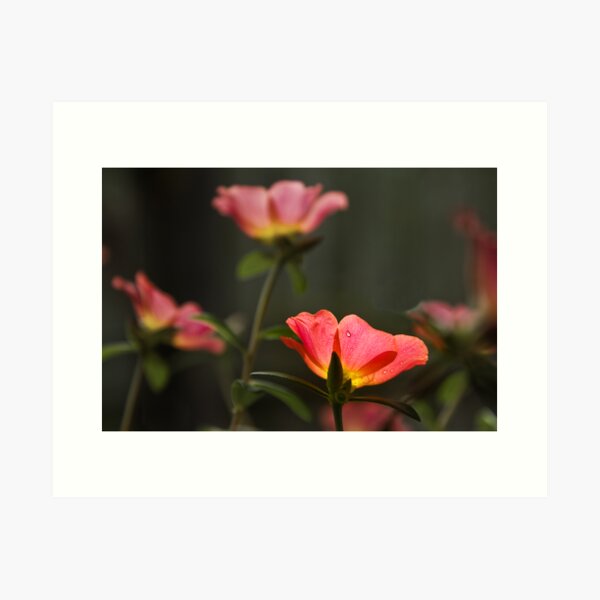 Raindrop Art Print