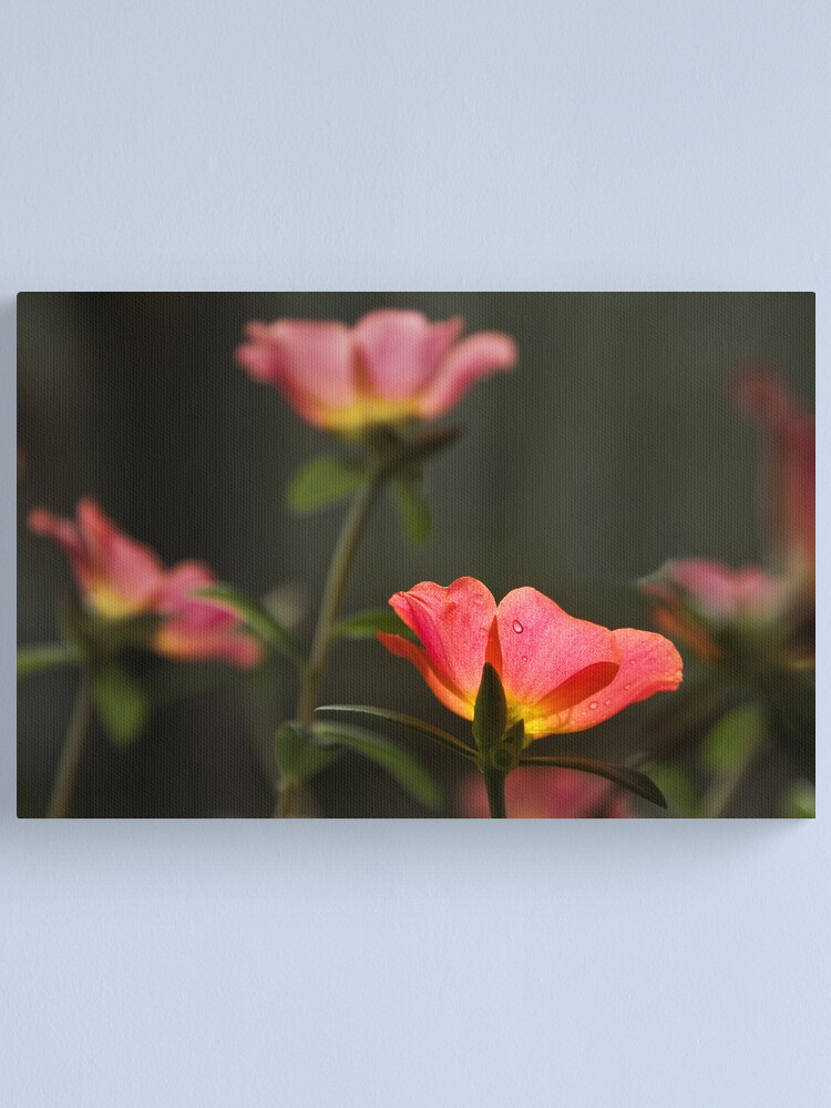 Alternate view of Raindrop Canvas Print