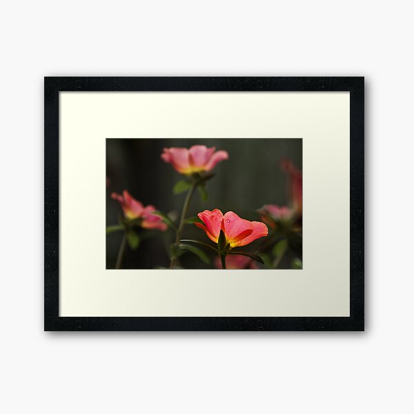 Raindrop Framed Art Print