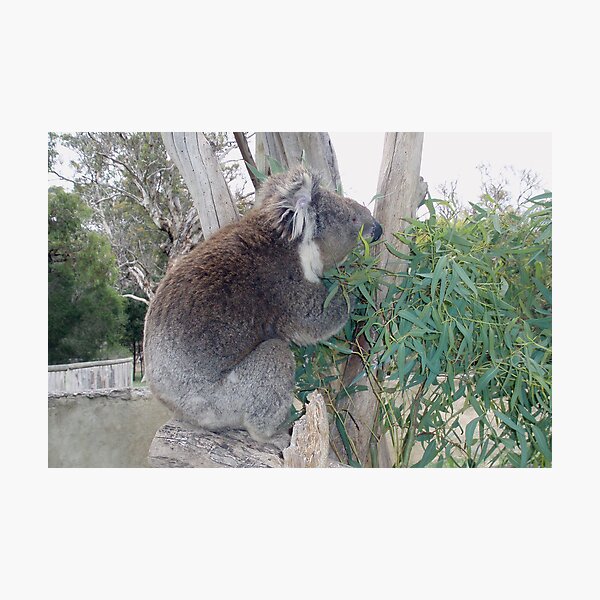 Koala still munching lunch Photographic Print