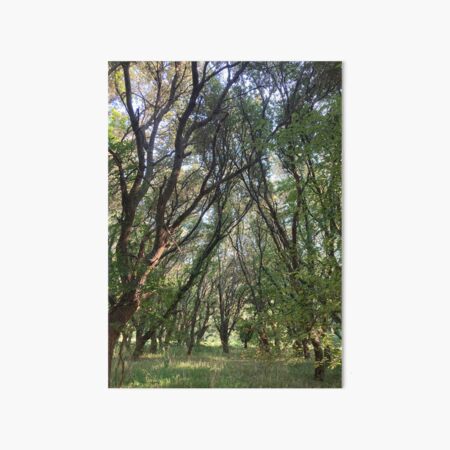 Item preview, Live Oak Grove  designed and sold by Sdlr.