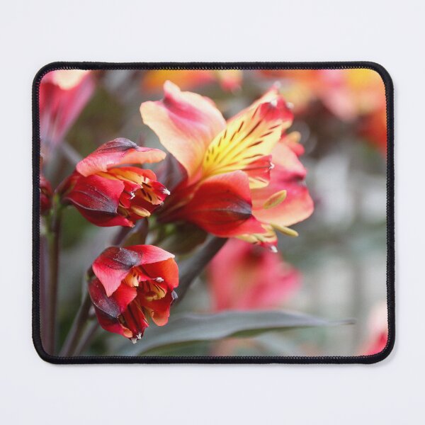 Item preview, Peruvian Lily close up designed and sold by Alison Hindenlang.