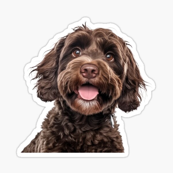 Chocolate cockapoo hot sale