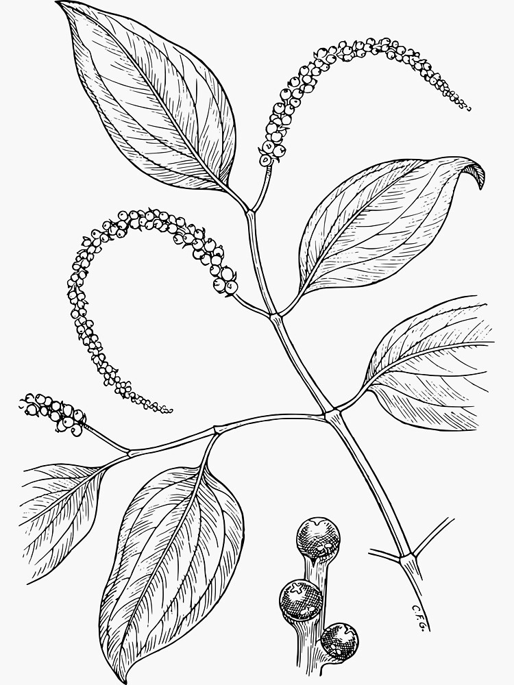 Botanical Scientific Illustration Black and White Pepper by pahleeloola