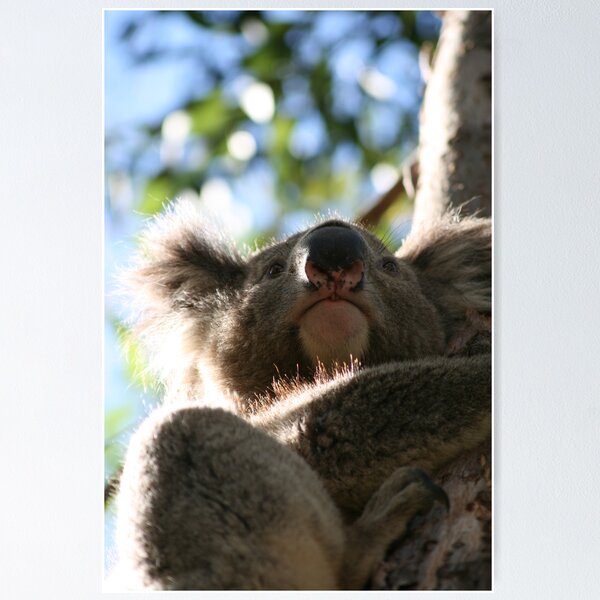 Item preview, Koala - holding tight designed and sold by Lefever.
