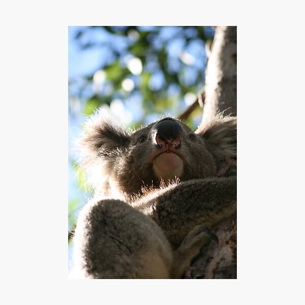 Aperçu de l'œuvre Koala - holding tight créée et vendue par Lefever.
