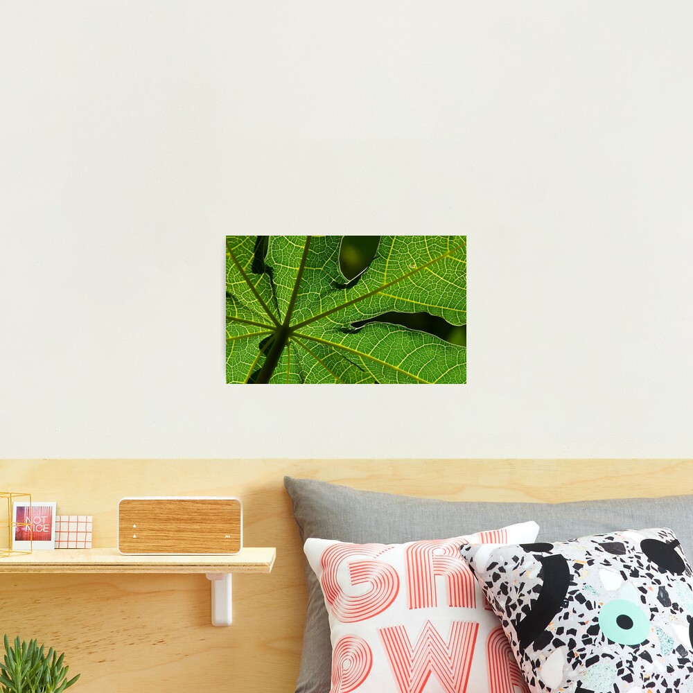 Papaya Leaf Photographic Print