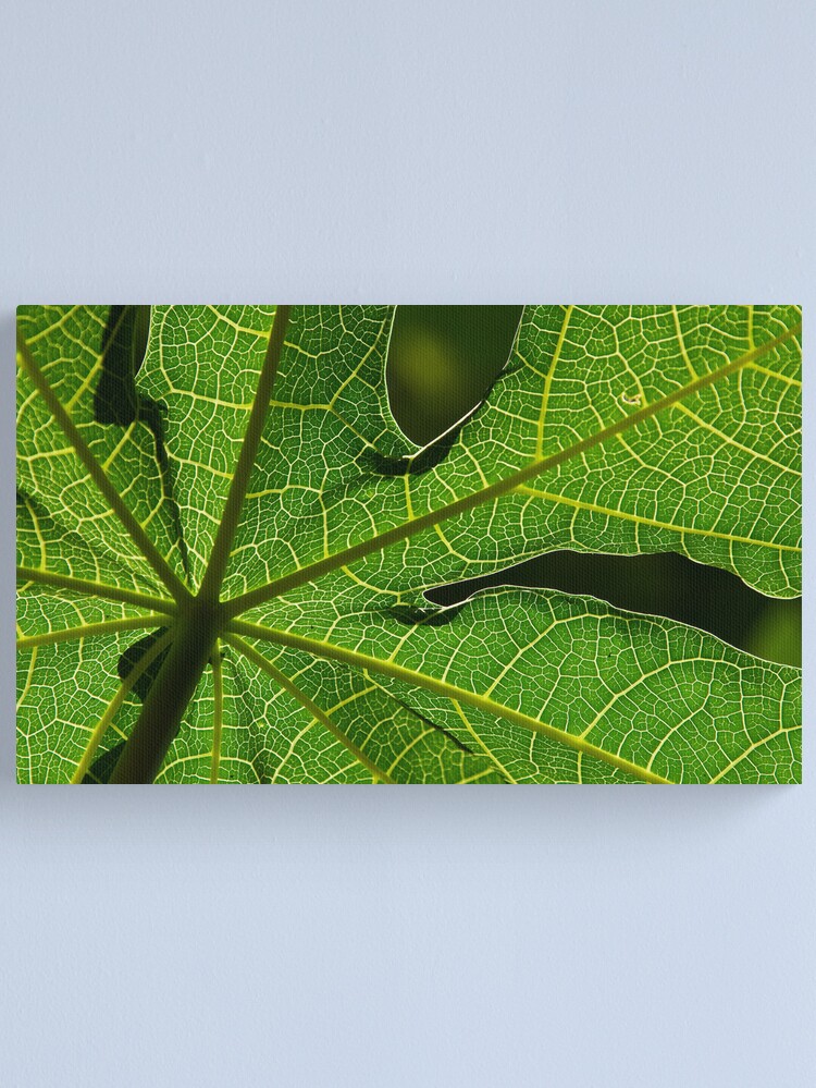 Thumbnail 2 of 3, Canvas Print, Papaya Leaf designed and sold by Tim Wootton.