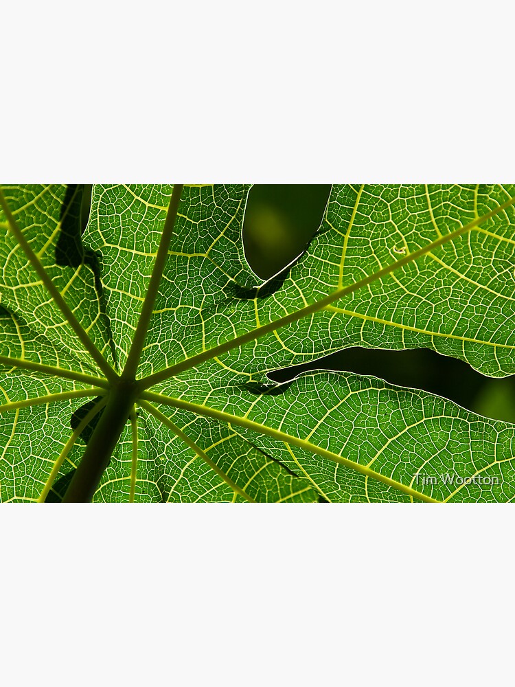Thumbnail 3 of 3, Canvas Print, Papaya Leaf designed and sold by Tim Wootton.