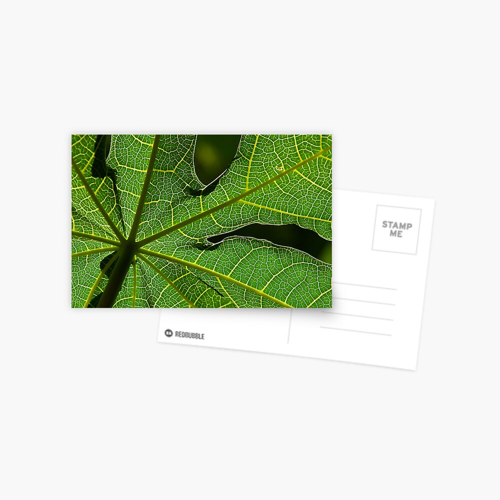 Papaya Leaf Postcard