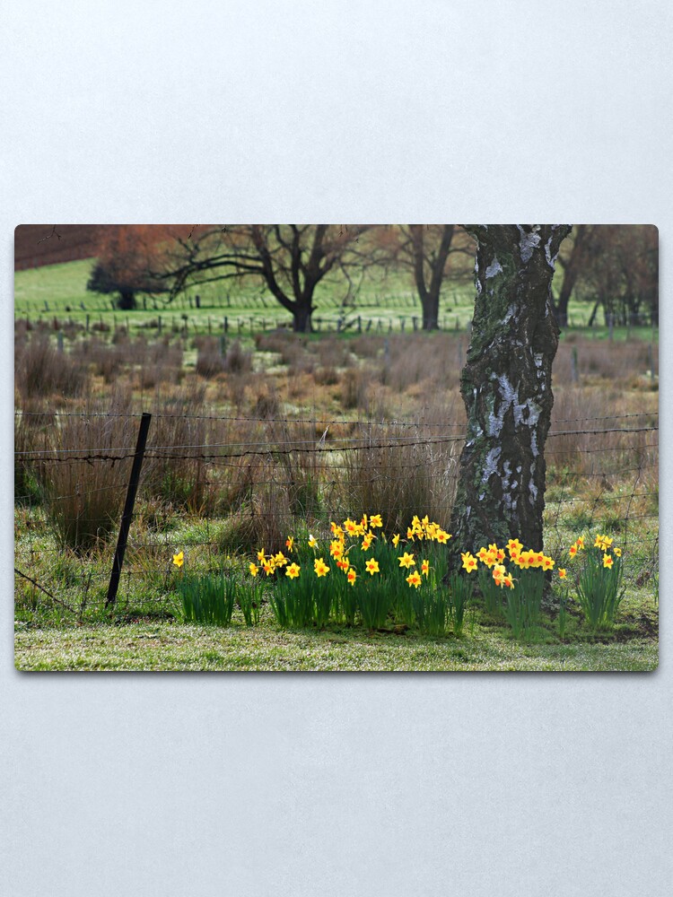 Alternate view of Daffodils Metal Print