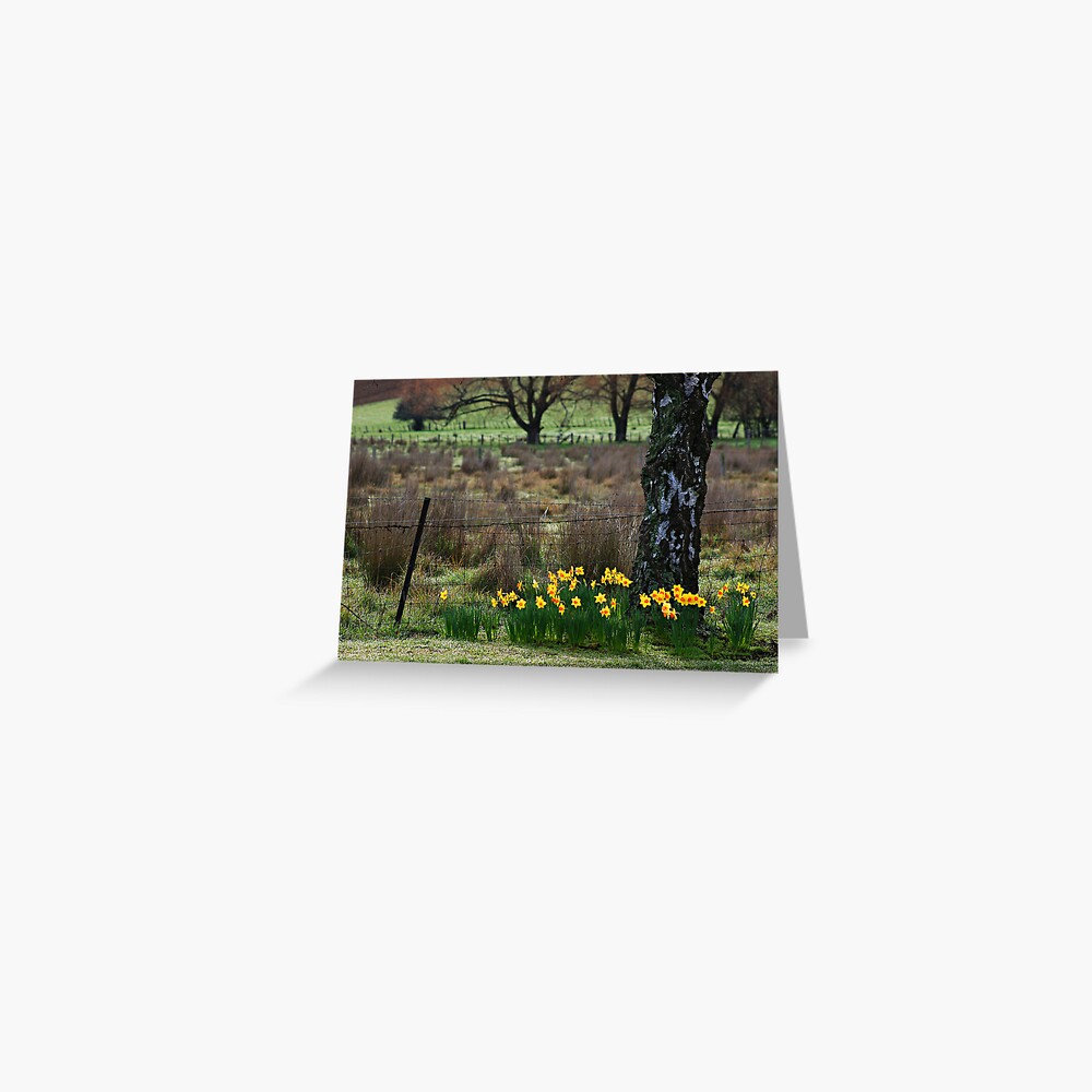 Daffodils Greeting Card