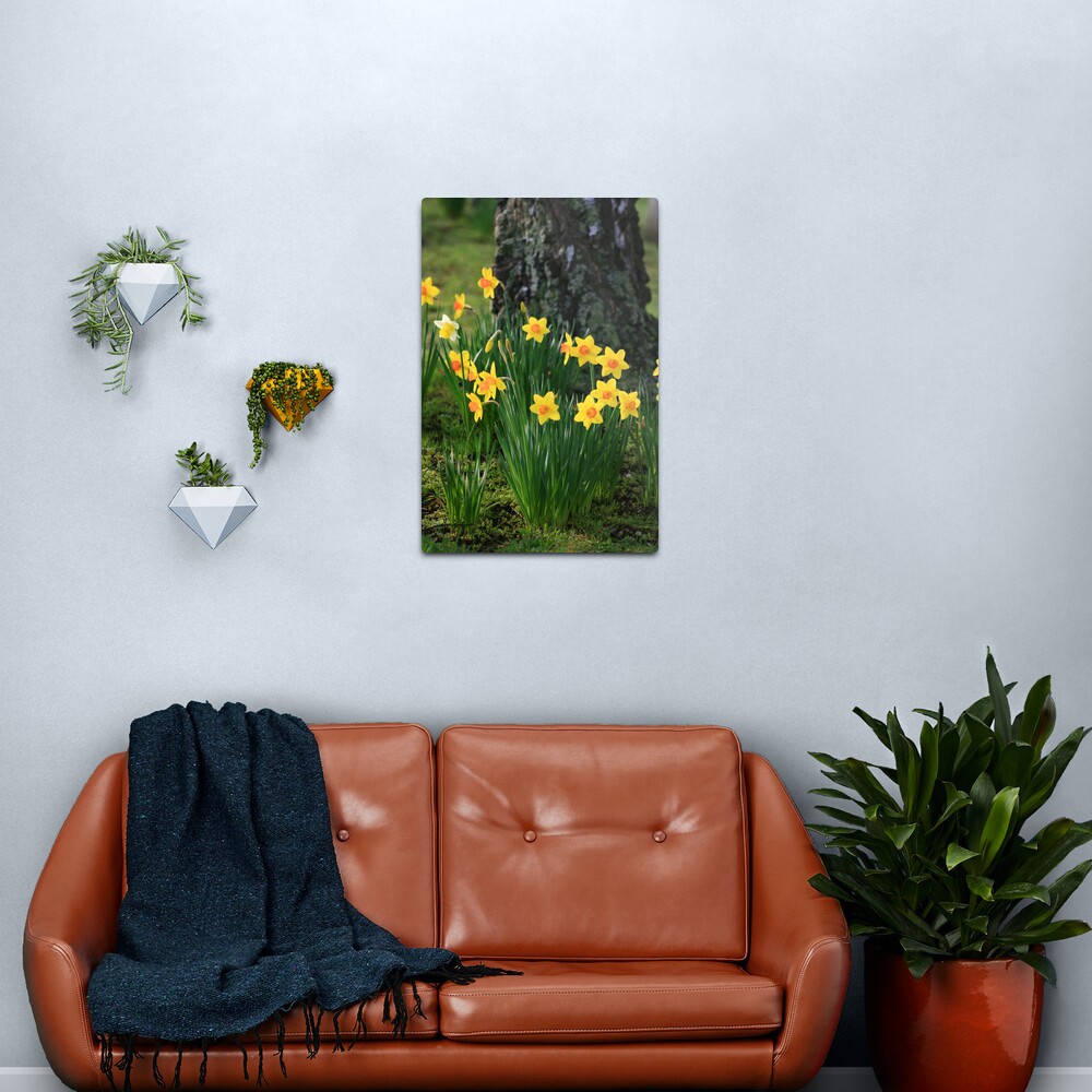 Daffodils Metal Print