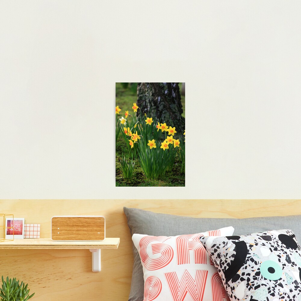Daffodils Photographic Print