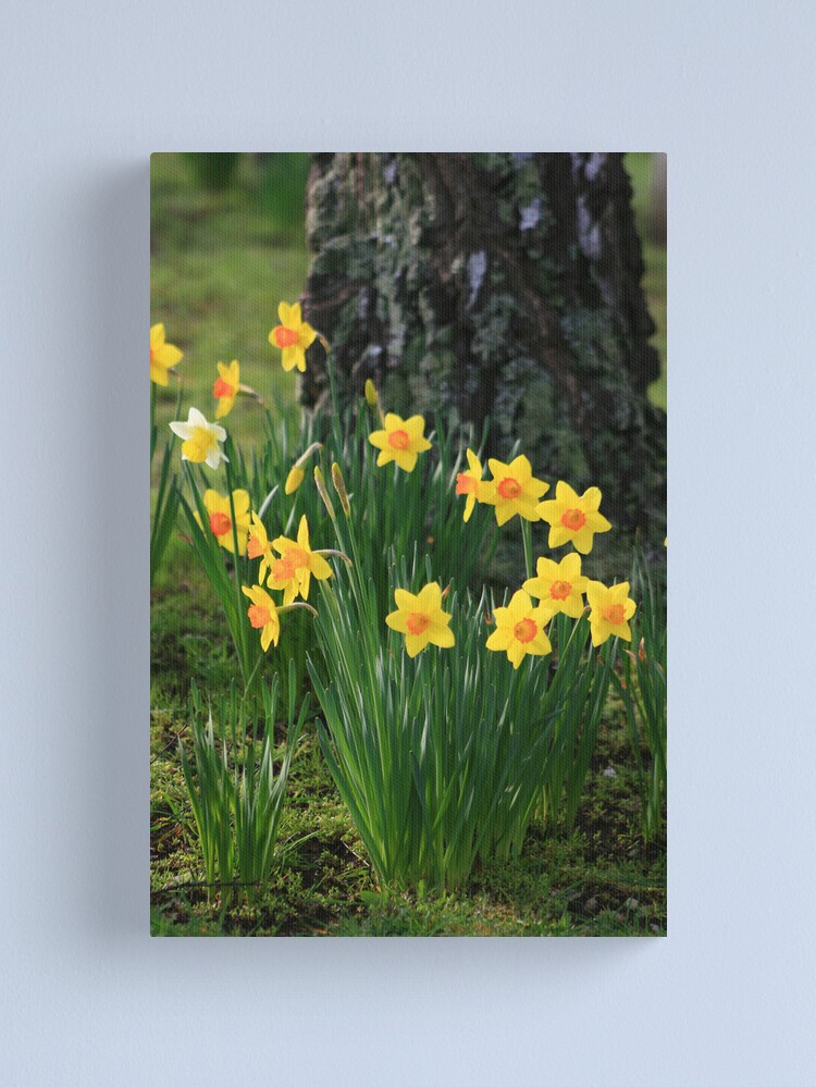 Alternate view of Daffodils Canvas Print