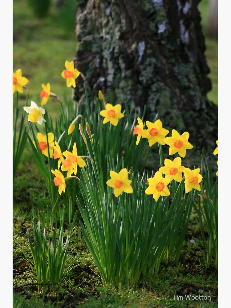 Daffodils by wootton60