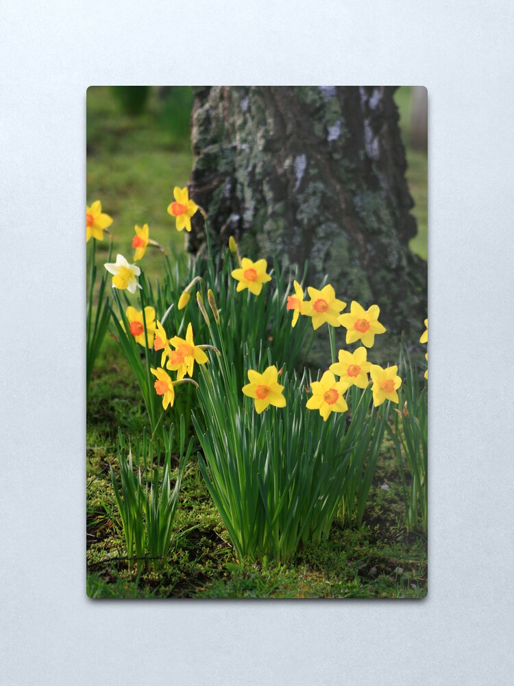 Alternate view of Daffodils Metal Print