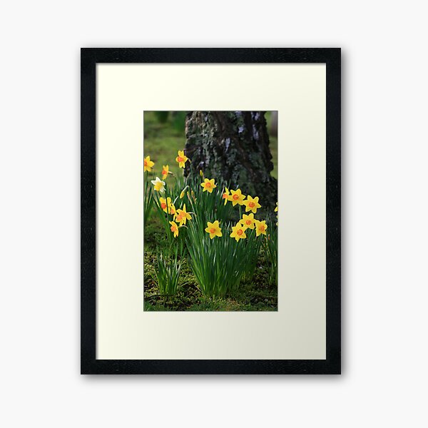 Daffodils Framed Art Print