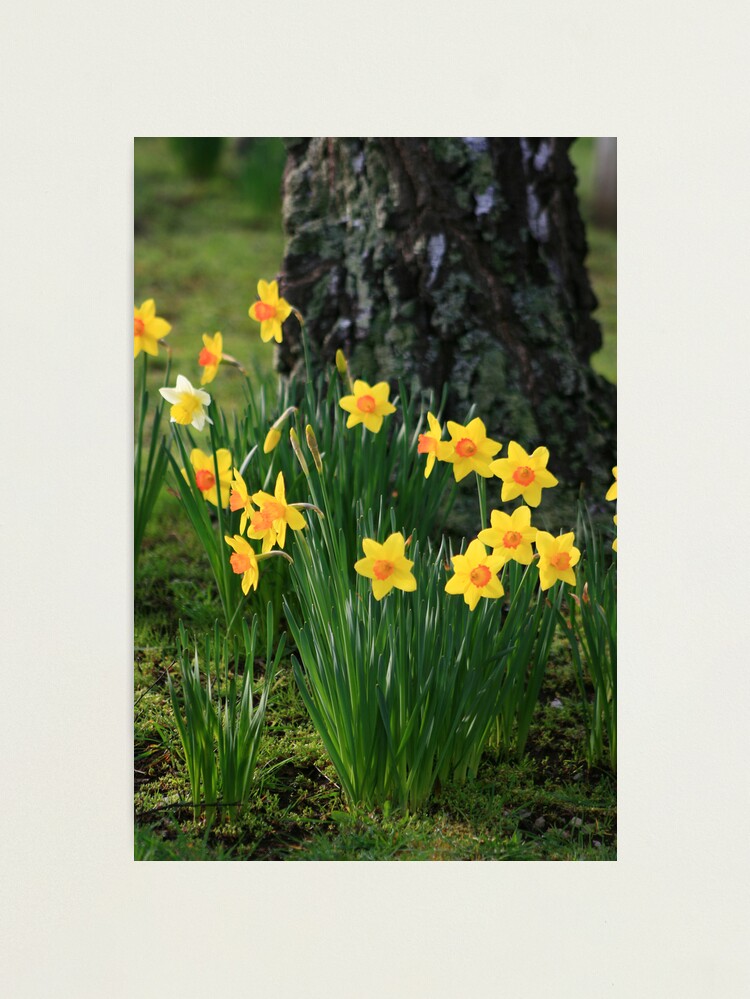 Alternate view of Daffodils Photographic Print