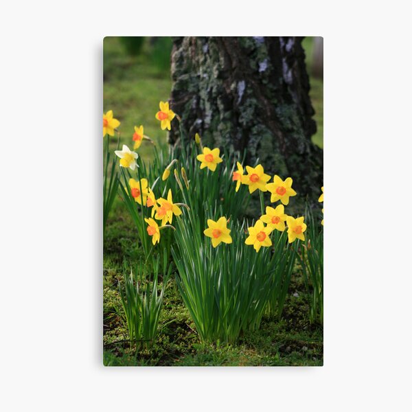 Daffodils Canvas Print