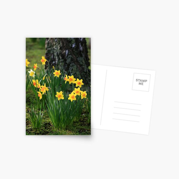 Daffodils Postcard