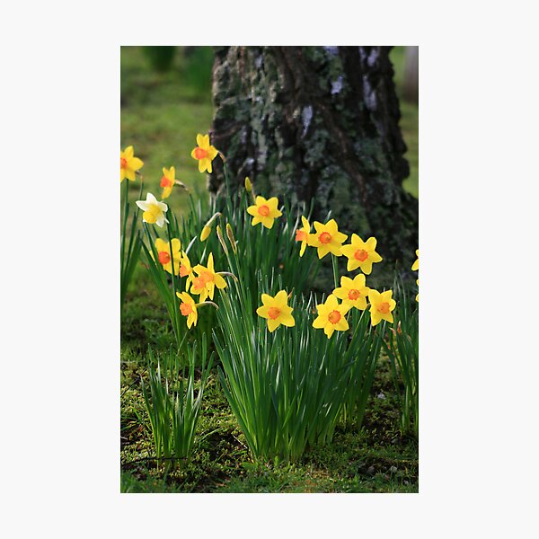 Daffodils Photographic Print