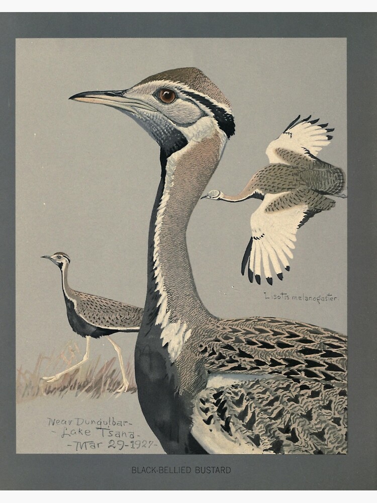 Fuertes, Louis Agassiz (1874-1927) - Album of Abyssinian Birds & Mammals  1930 (Black-bellied Bustard) | Greeting Card