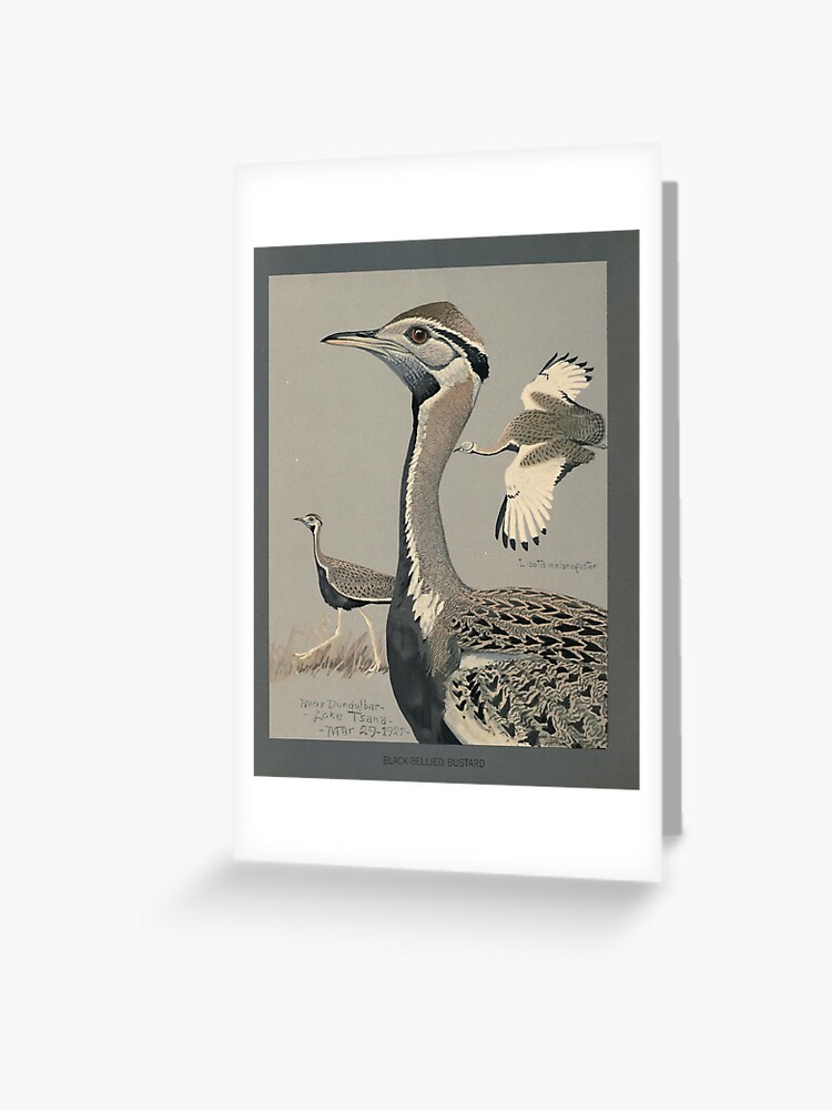 Fuertes, Louis Agassiz (1874-1927) - Album of Abyssinian Birds & Mammals  1930 (Black-bellied Bustard) | Greeting Card