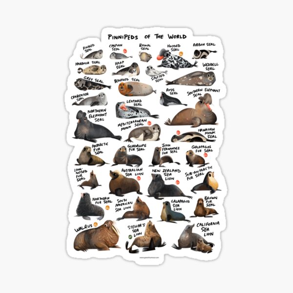Item preview, Pinnipeds of the World   	 designed and sold by iyvdusza87.
