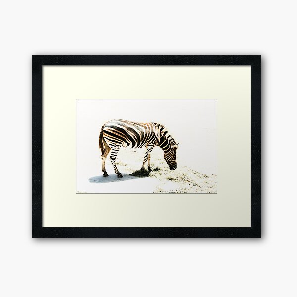Zebra Framed Art Print