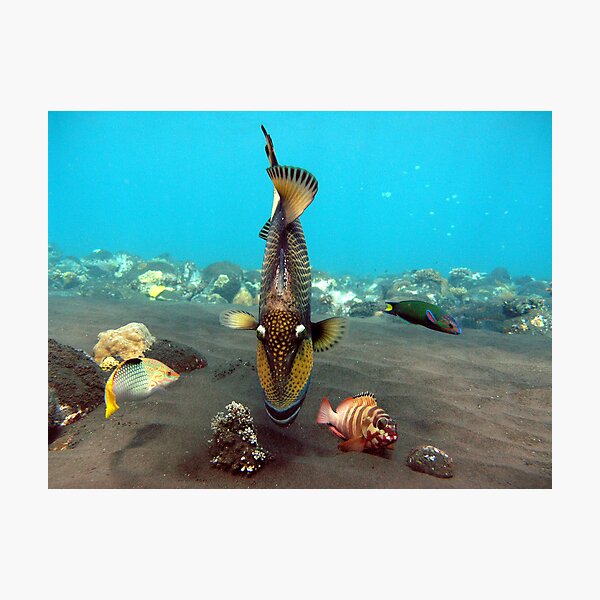 Item preview, Trigger Fish Tulumben Bay designed and sold by Vincey.