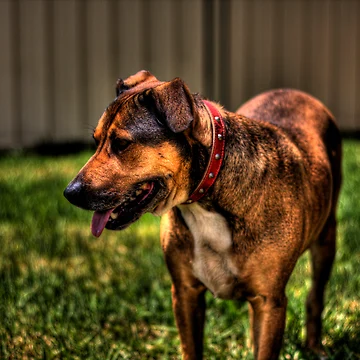 Artwork thumbnail, WATCHDOG by MIGHTY TEMPLE IMAGES