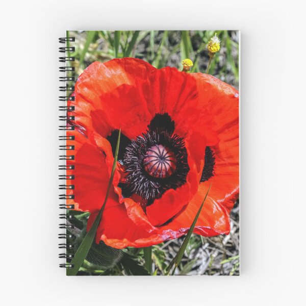 Item preview, Poppy flower or papaver. Close-up of a Beautiful Red Poppy, Nature designed and sold by UnderTheLantern.