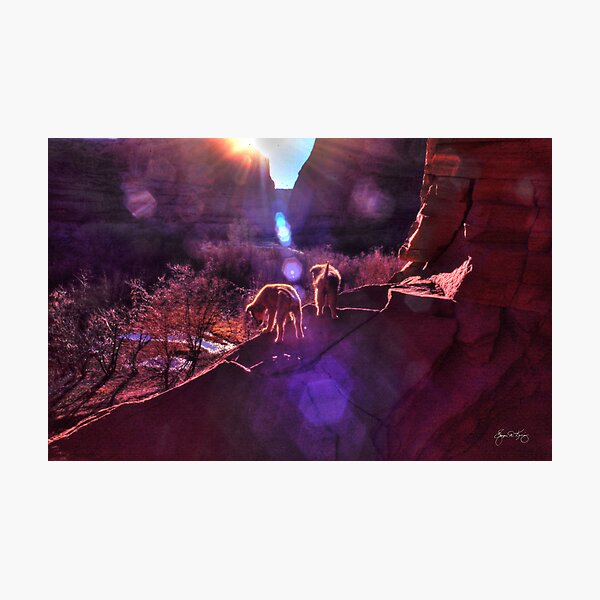 Navajo Pups Welcome Dawn Photographic Print