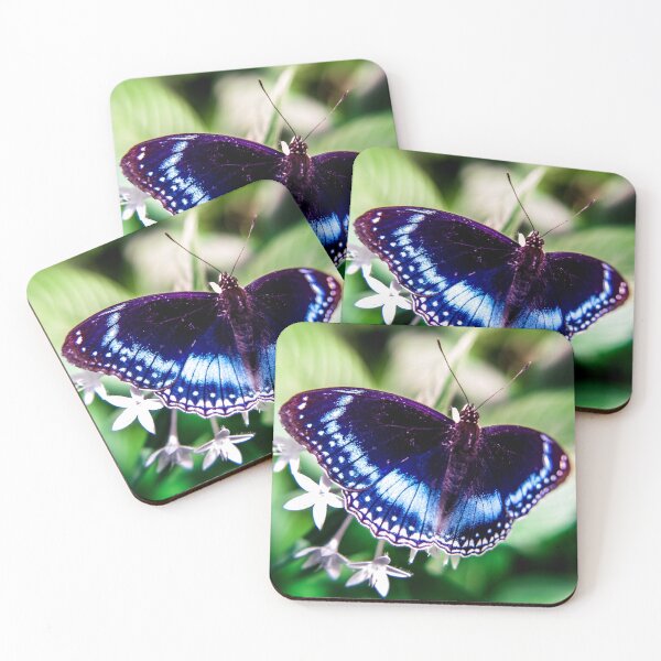 Item preview, Blue-banded eggfly designed and sold by PhotographicAl.