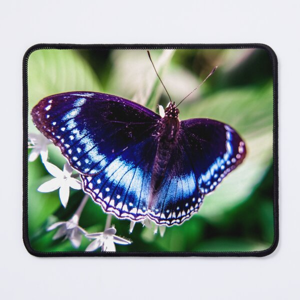 Item preview, Blue-banded eggfly designed and sold by PhotographicAl.