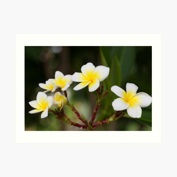 Frangipani leelawadee flowers Art Print