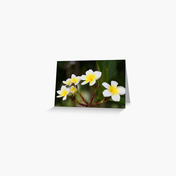 Frangipani leelawadee flowers Greeting Card