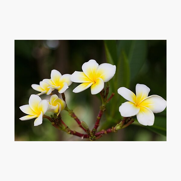 Frangipani leelawadee flowers Photographic Print