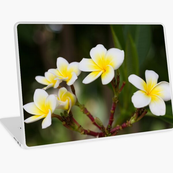 Frangipani leelawadee flowers Laptop Skin