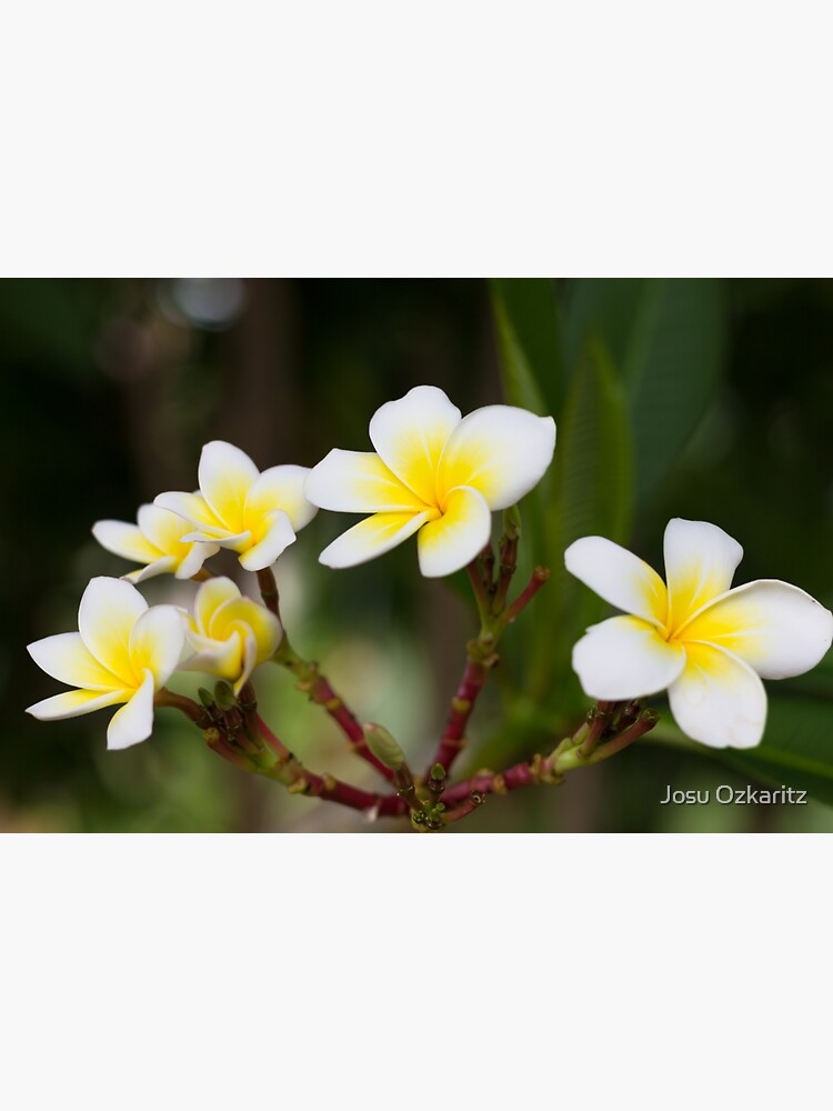 Frangipani leelawadee flowers by Joshollywood