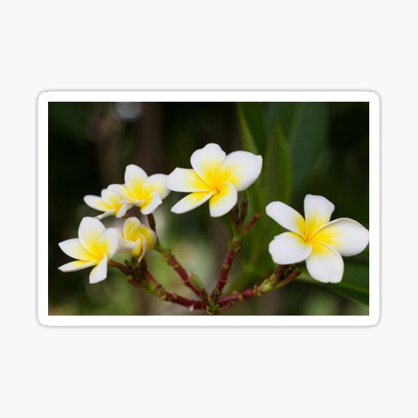Frangipani leelawadee flowers Sticker