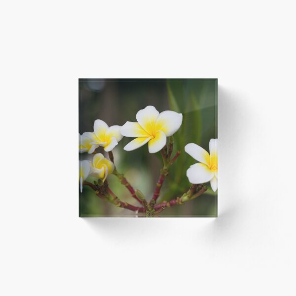 Frangipani leelawadee flowers Acrylic Block