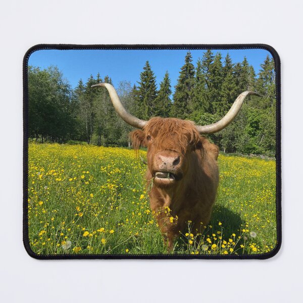 Item preview, Scottish Highland Cattle Cow 4465 designed and sold by SaarelaHighland.