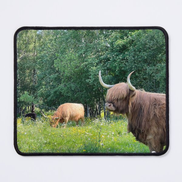 Item preview, Scottish Highland Cattle Cow 4468 designed and sold by SaarelaHighland.