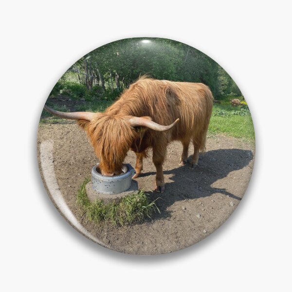 Item preview, Scottish Highland Cattle Cow 4472 designed and sold by SaarelaHighland.