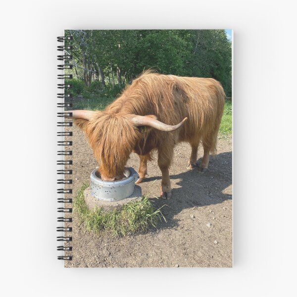 Item preview, Scottish Highland Cattle Cow 4472 designed and sold by SaarelaHighland.