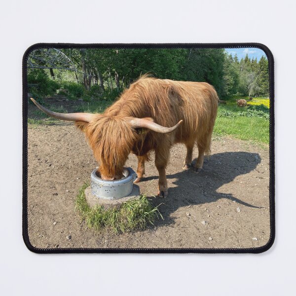 Item preview, Scottish Highland Cattle Cow 4472 designed and sold by SaarelaHighland.