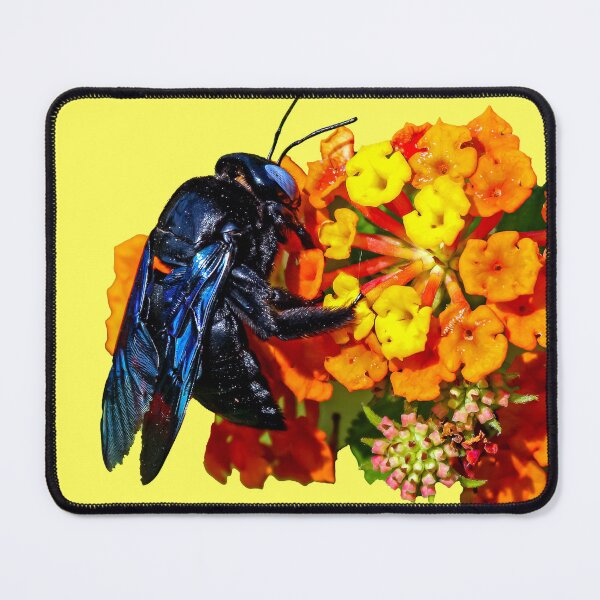 Item preview, Blue Carpenter Bee on an orange flower designed and sold by Dalyndigital Photography.